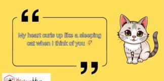 Cat Rizz Lines Cat Rizz Lines